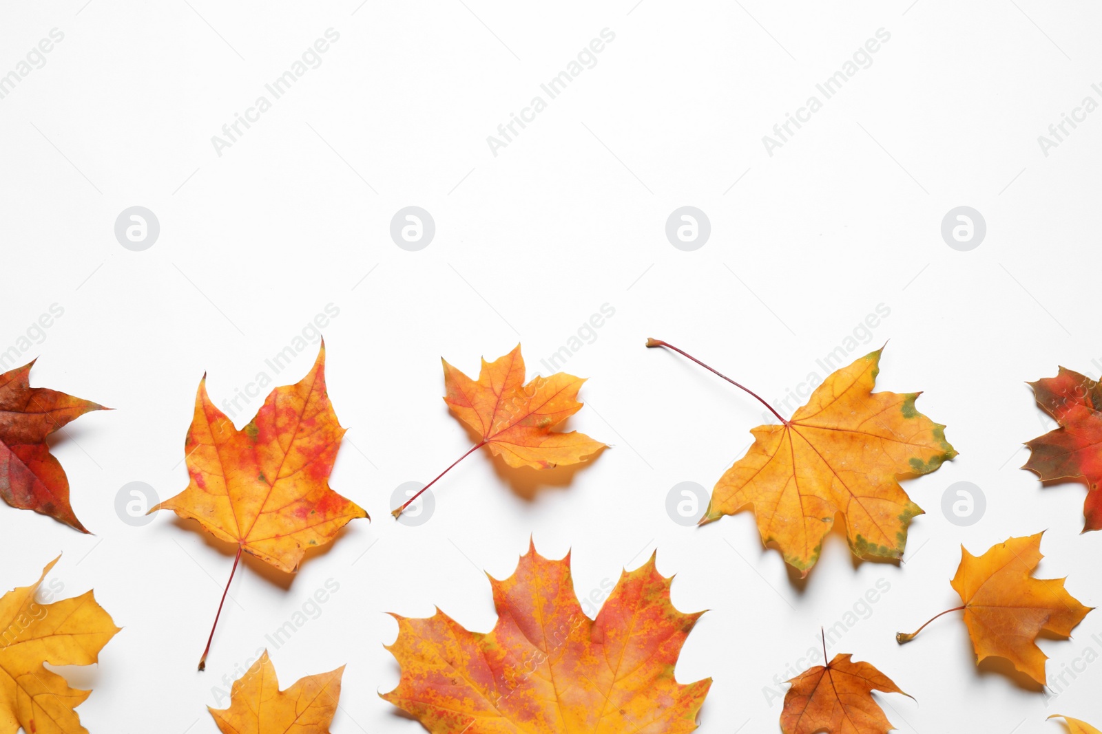 Photo of Flat lay composition with autumn leaves on white background. Space for text