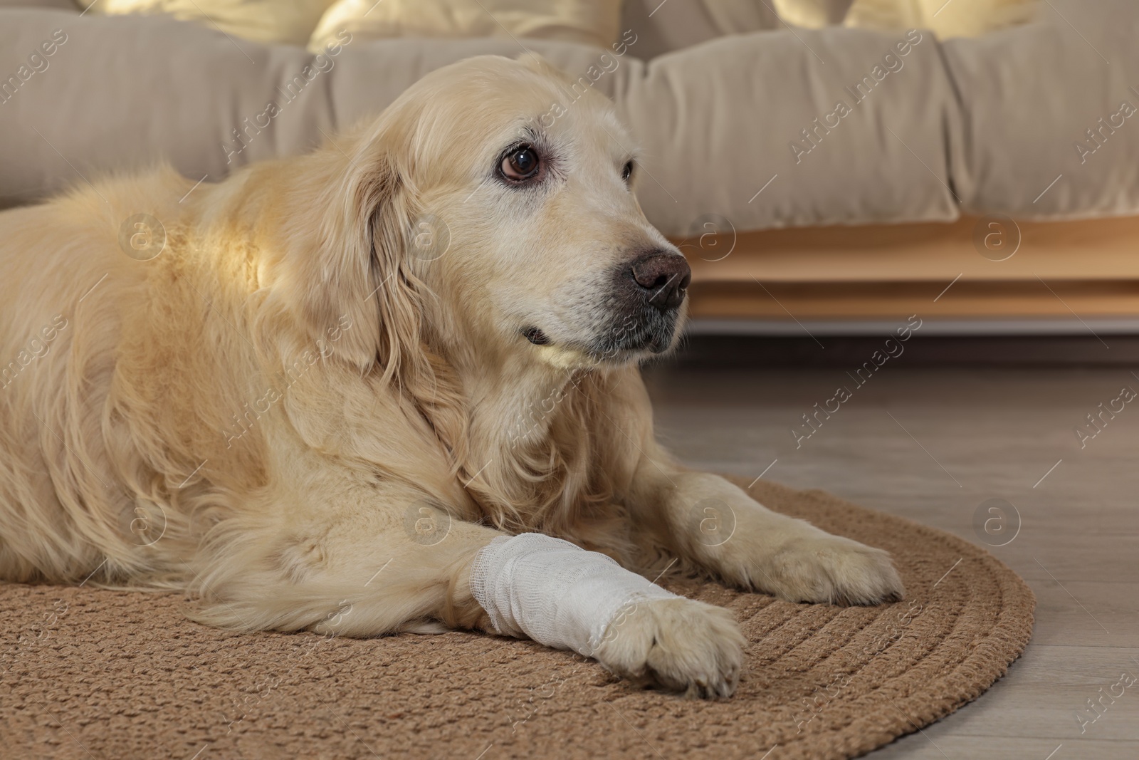 Photo of Cute golden retriever with bandage on paw at home