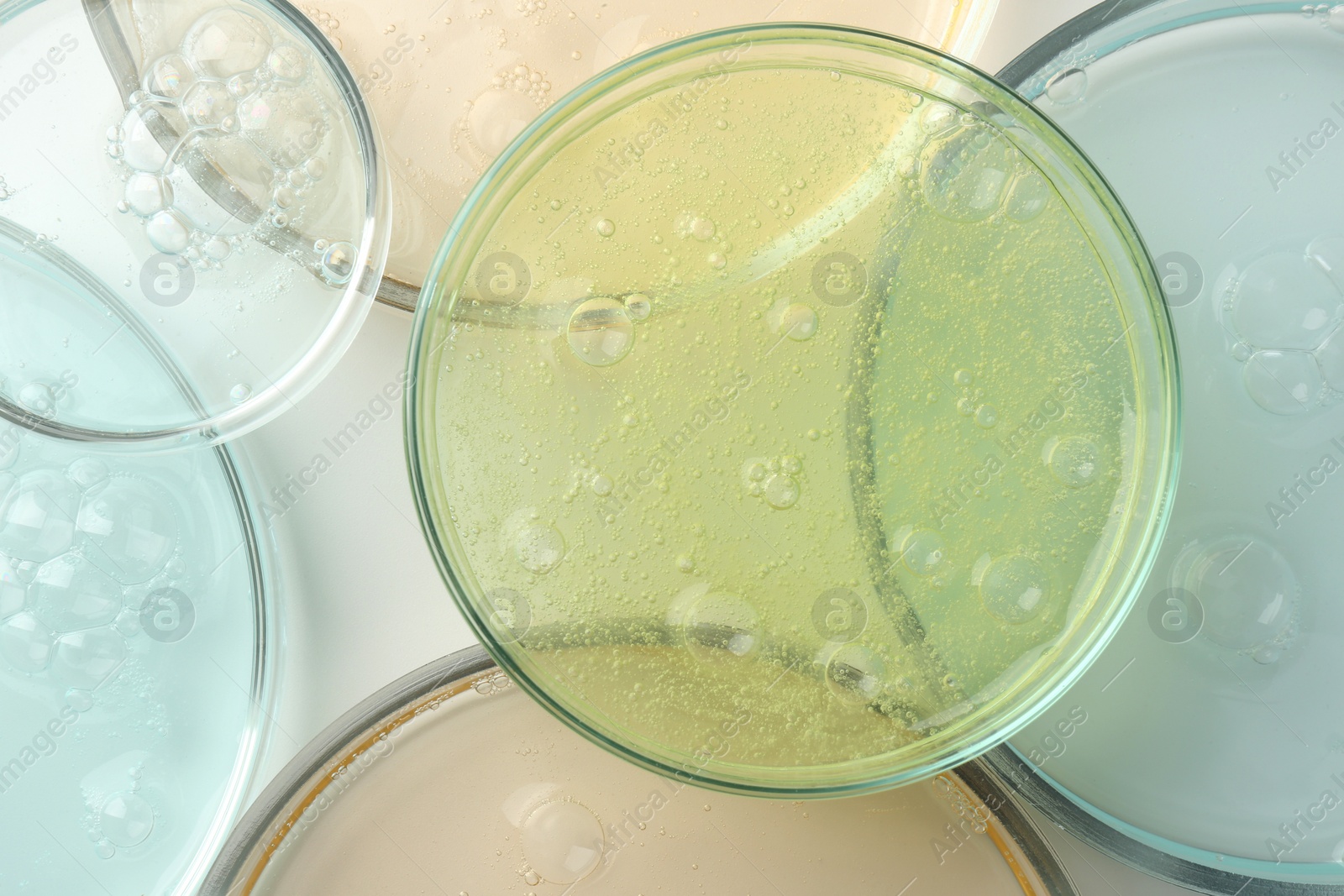 Photo of Petri dishes with different liquid samples on white background, top view