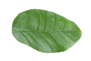 Photo of Green leaf of lemon tree isolated on white