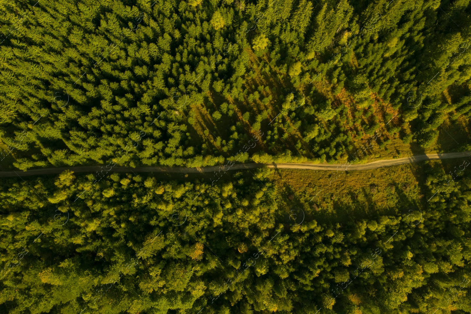 Image of Aerial view of road among green trees. Drone photography