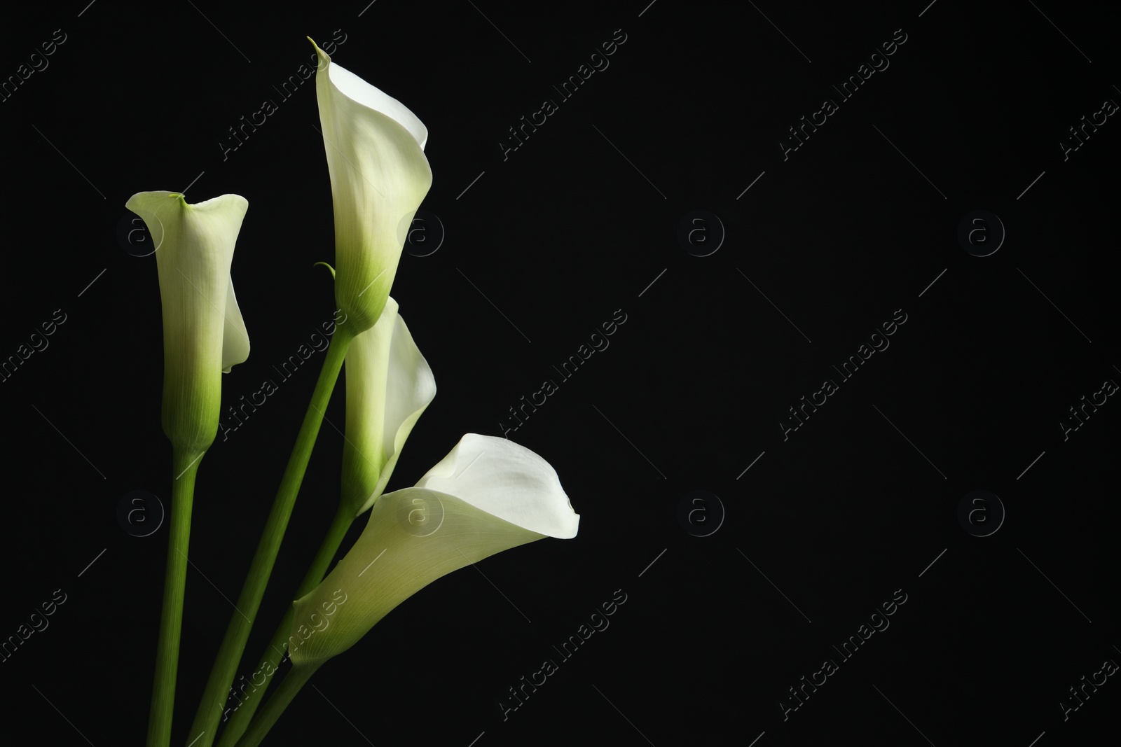 Photo of Beautiful calla lily flowers on black background, space for text