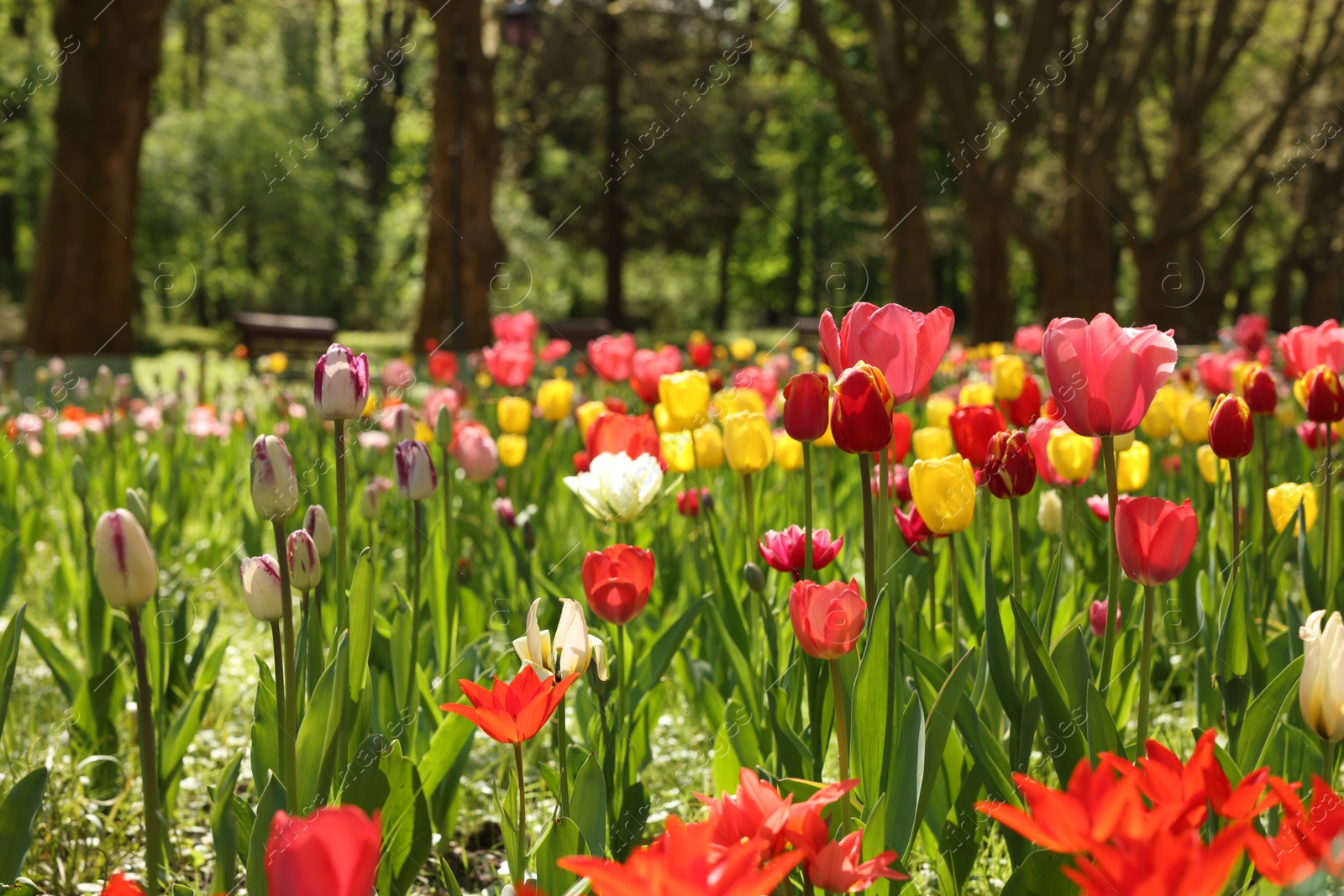 Photo of Beautiful bright tulips growing outdoors on sunny day