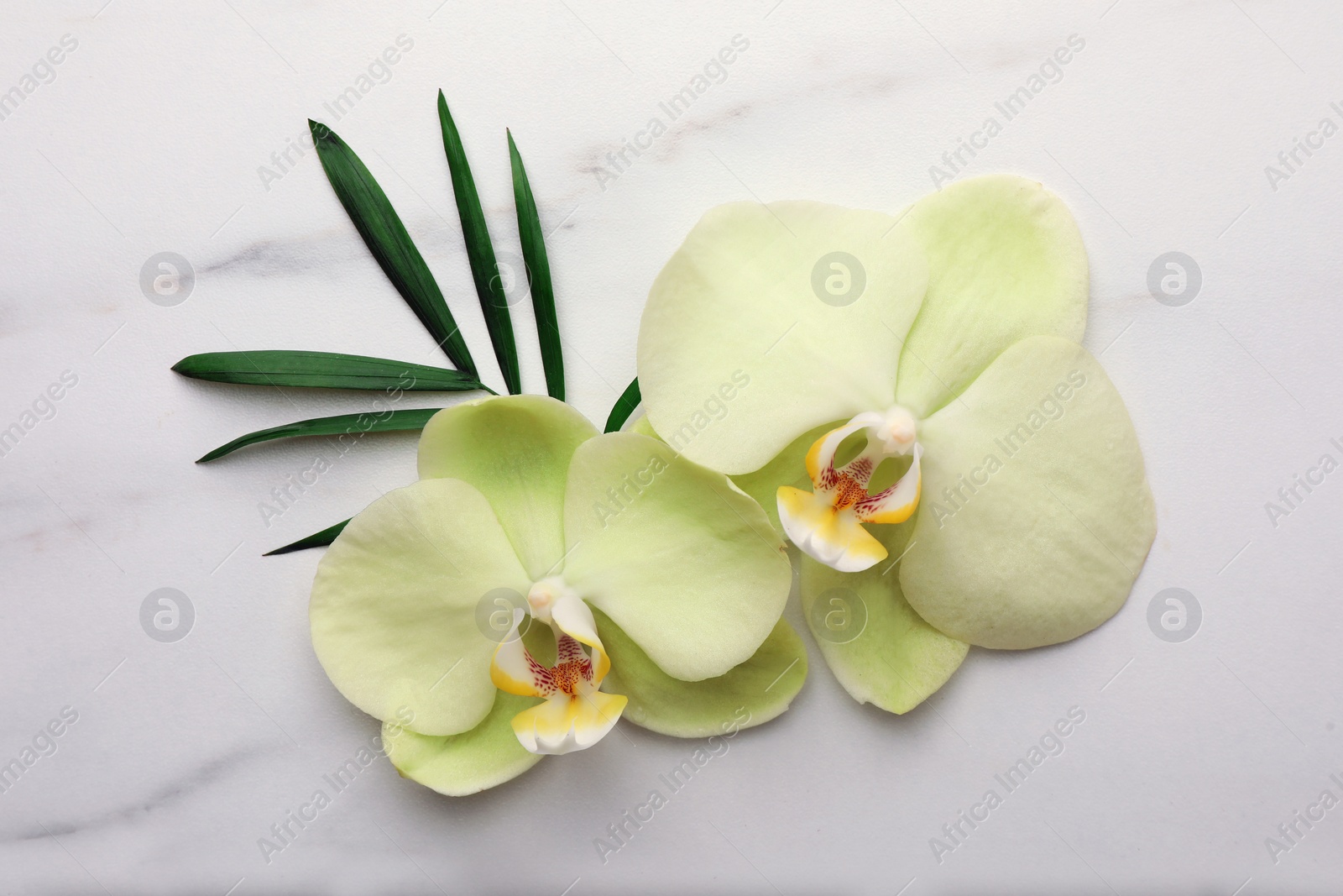 Photo of Beautiful orchid flowers and leaf on white marble table, flat lay