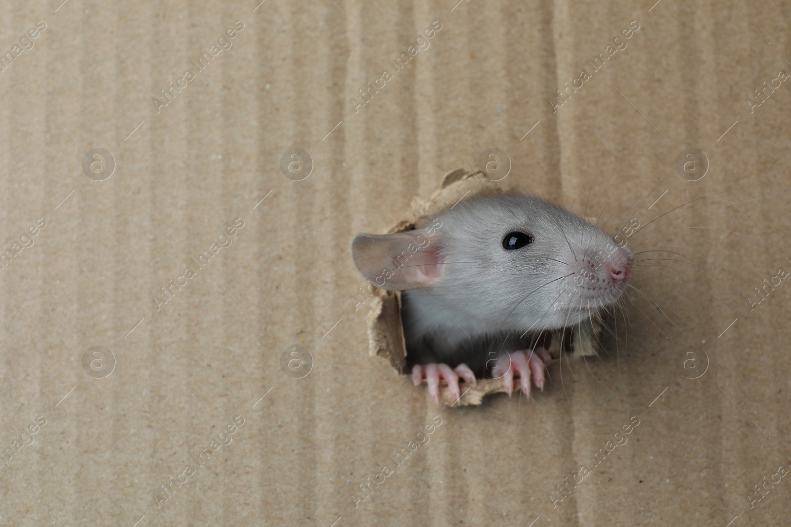 Photo of Cute rat looking through hole in cardboard sheet. Space for text