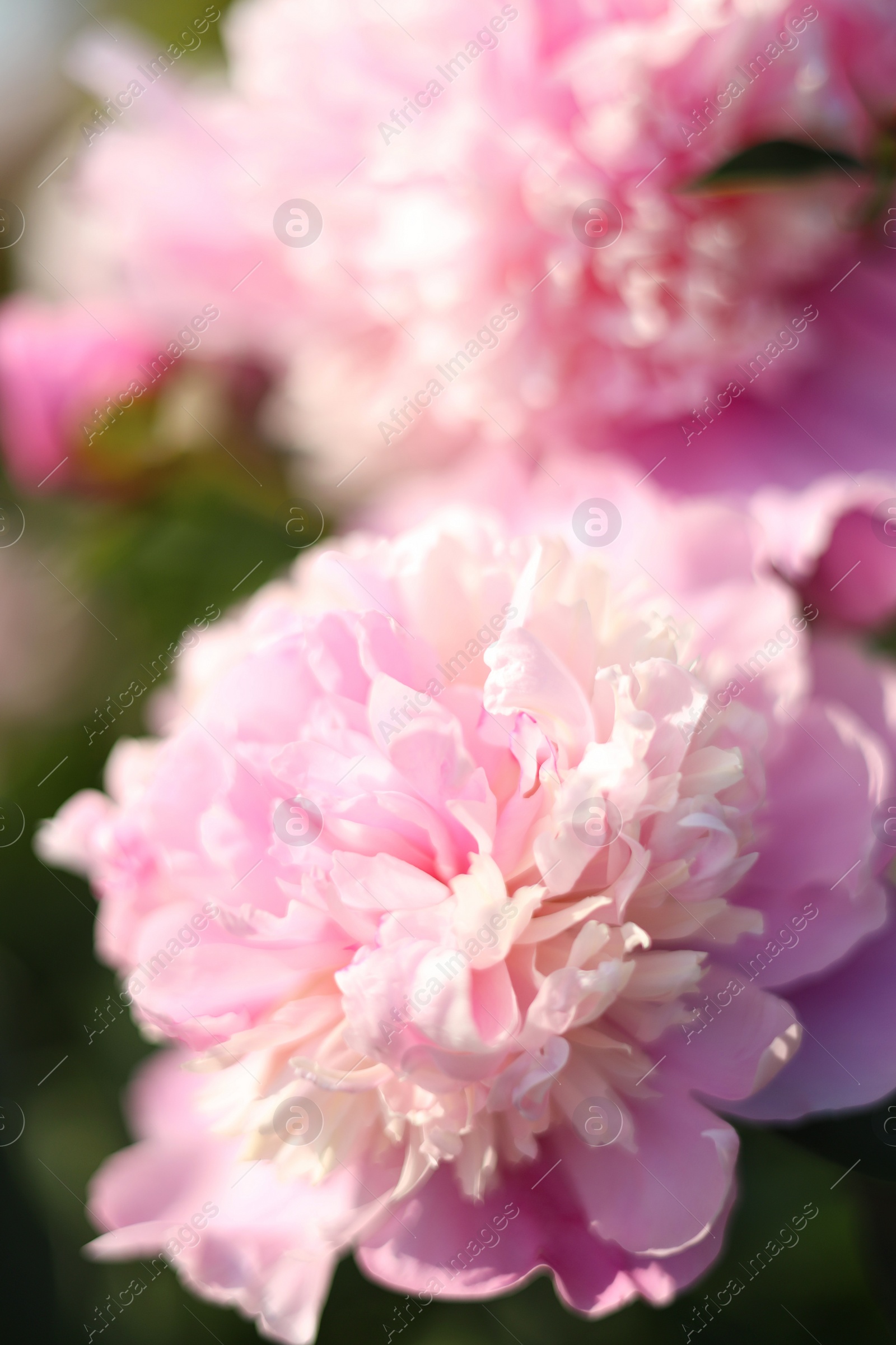 Photo of Wonderful fragrant pink peonies outdoors, closeup view