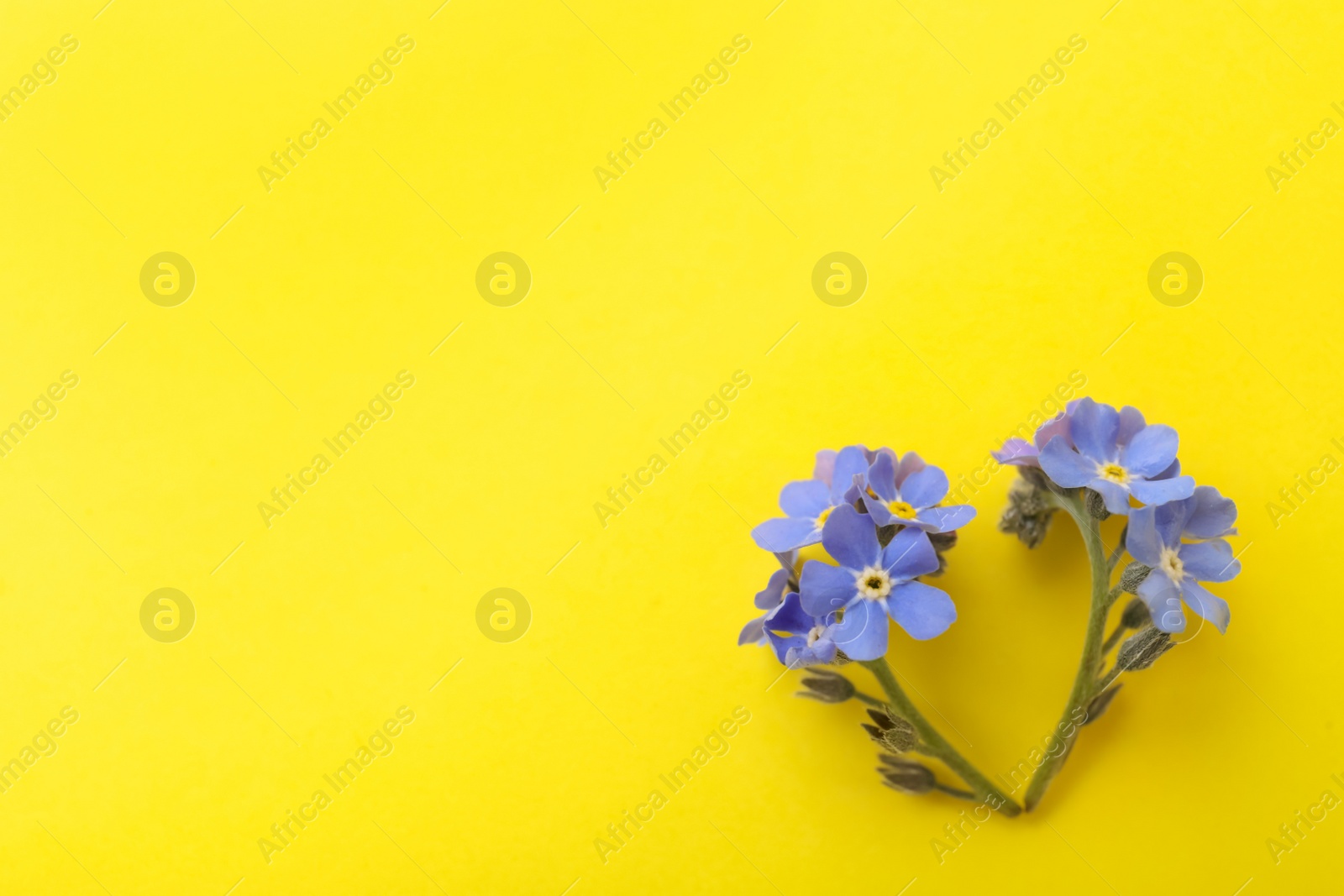 Photo of Beautiful blue forget-me-not flowers on yellow background, flat lay. Space for text