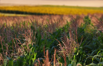 Photo of Beautiful view of corn field on sunny day