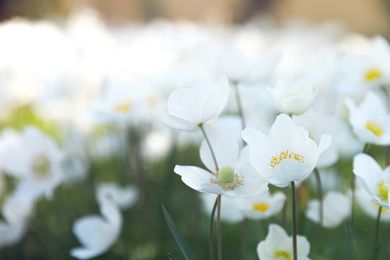 Beautiful blossoming Japanese anemone flowers outdoors on spring day