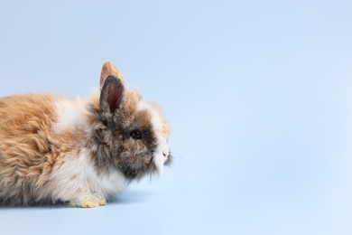 Photo of Cute little rabbit on light blue background. Space for text