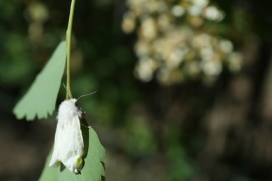 Photo of Beautiful moth on green leaf outdoors, closeup. Space for text