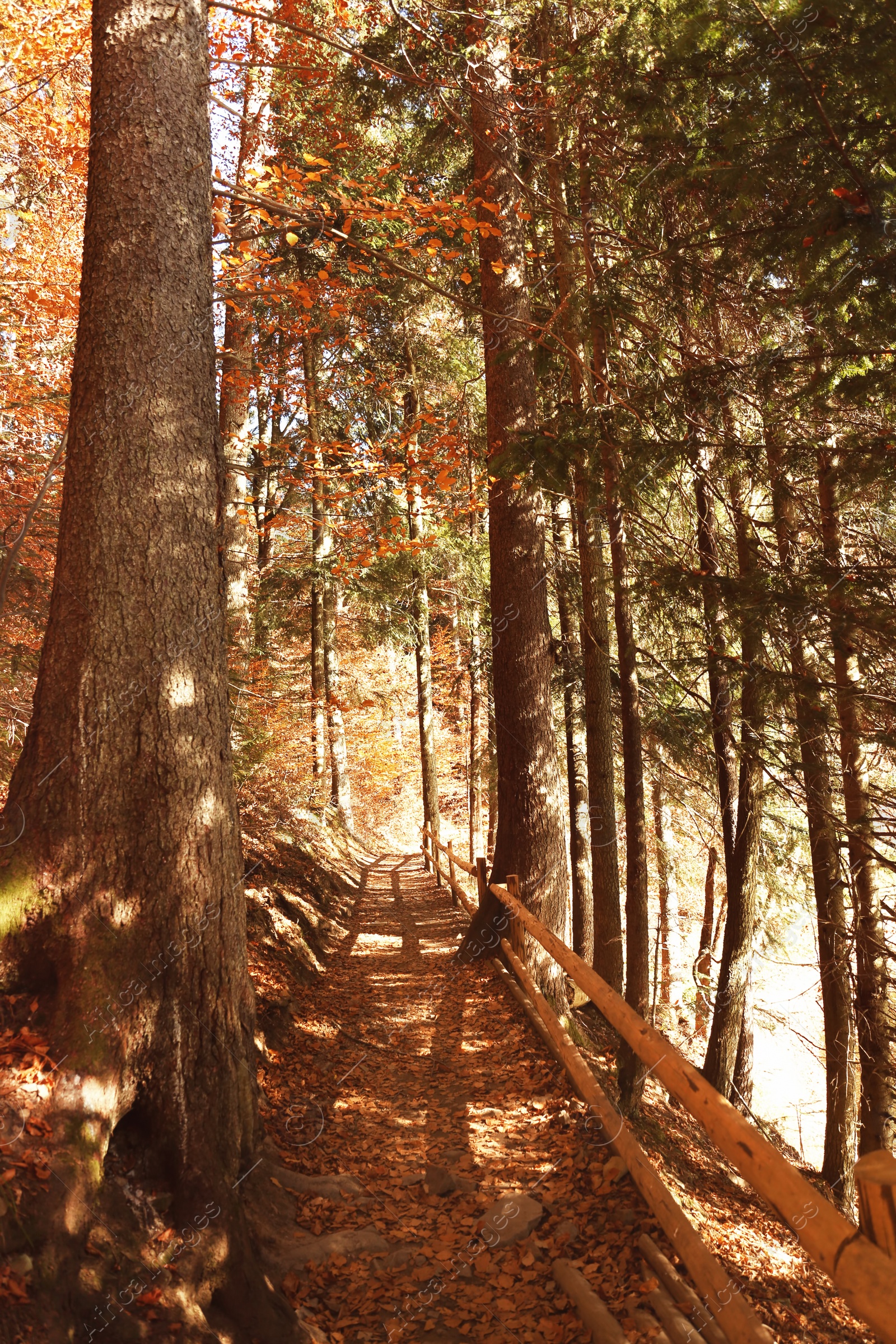 Photo of Beautiful landscape with autumn forest and pathway