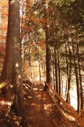 Photo of Beautiful landscape with autumn forest and pathway