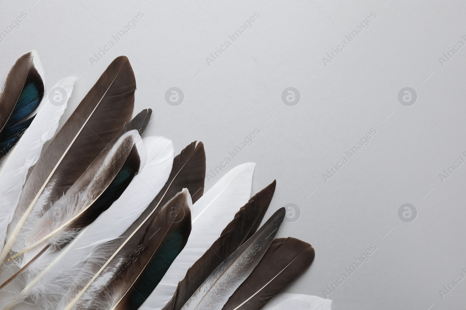 Photo of Many different bird feathers on white background, flat lay. Space for text