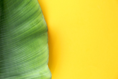 Photo of Fresh green banana leaf on color background, top view with space for text. Tropical foliage