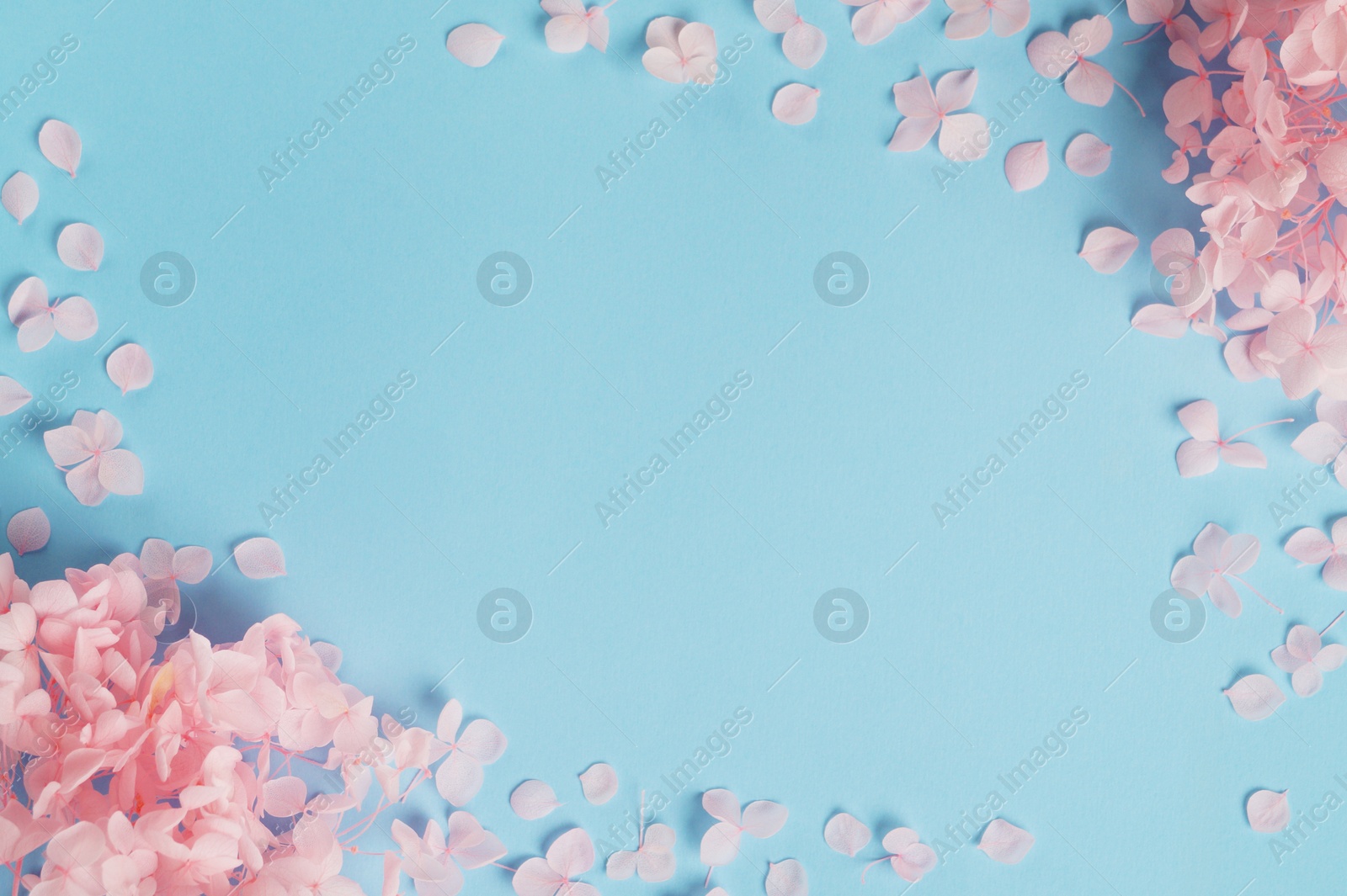 Photo of Beautiful pink hortensia flowers on light blue background, flat lay. Space for text