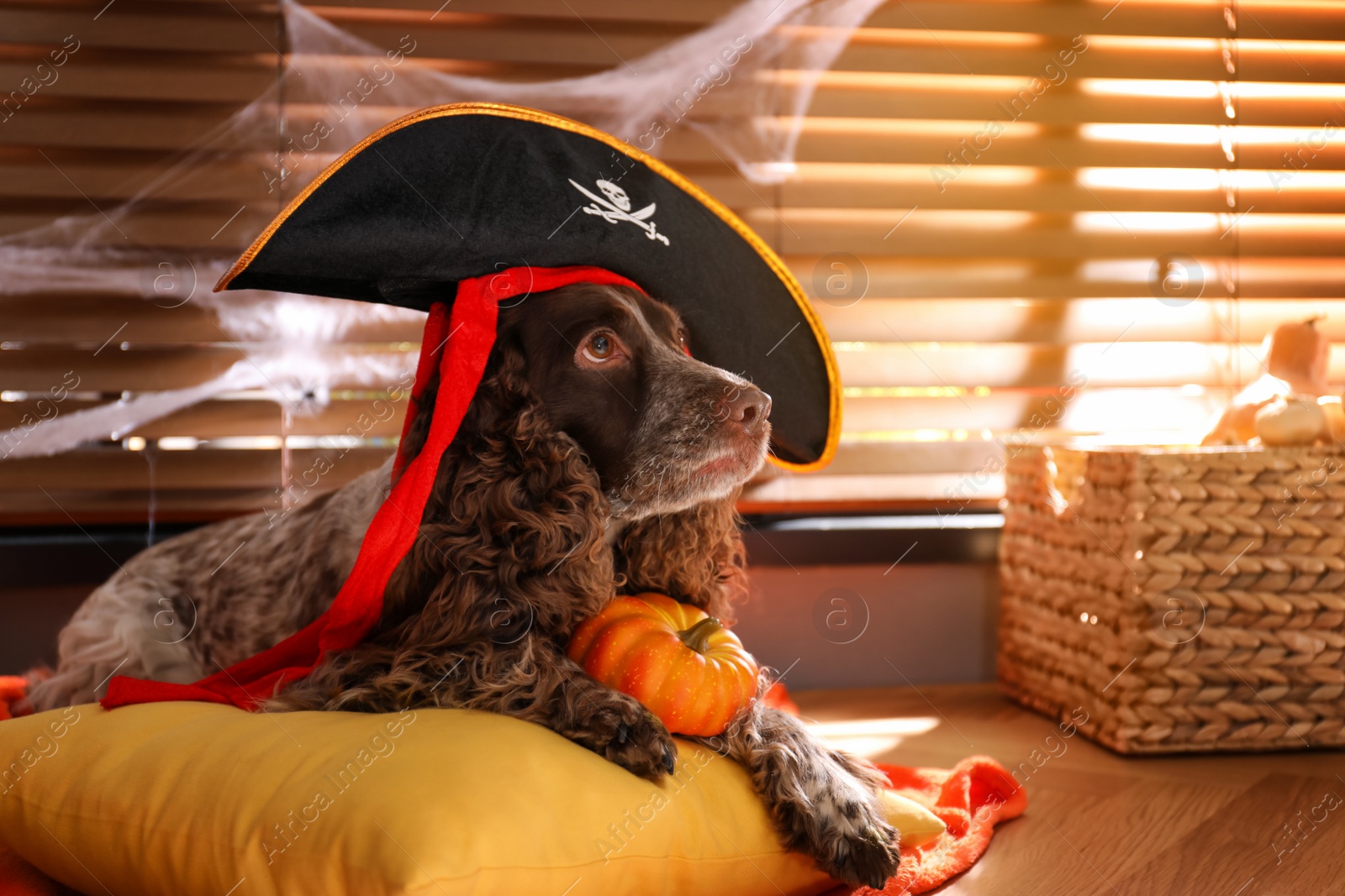 Photo of Adorable English Cocker Spaniel in pirate hat with pumpkin on cushion indoors. Halloween costume for pet