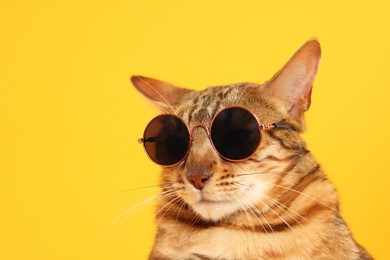 Cute Bengal cat in sunglasses on orange background, closeup. Space for text