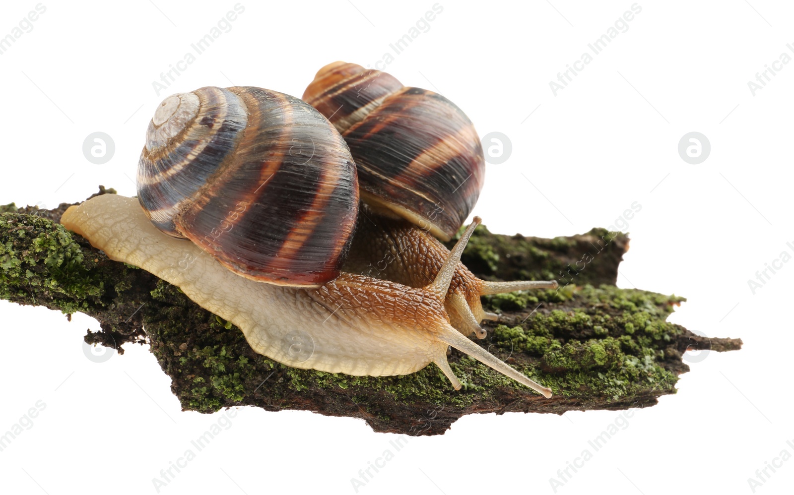 Photo of Common garden snails crawling on tree bark against white background