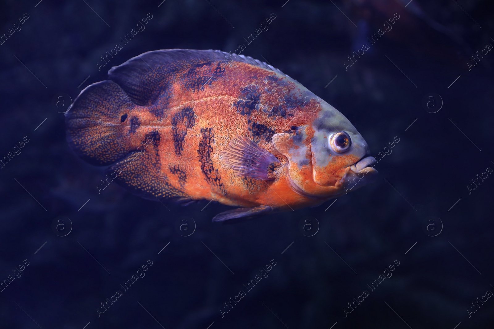 Photo of Bright oscar fish swimming in clear aquarium