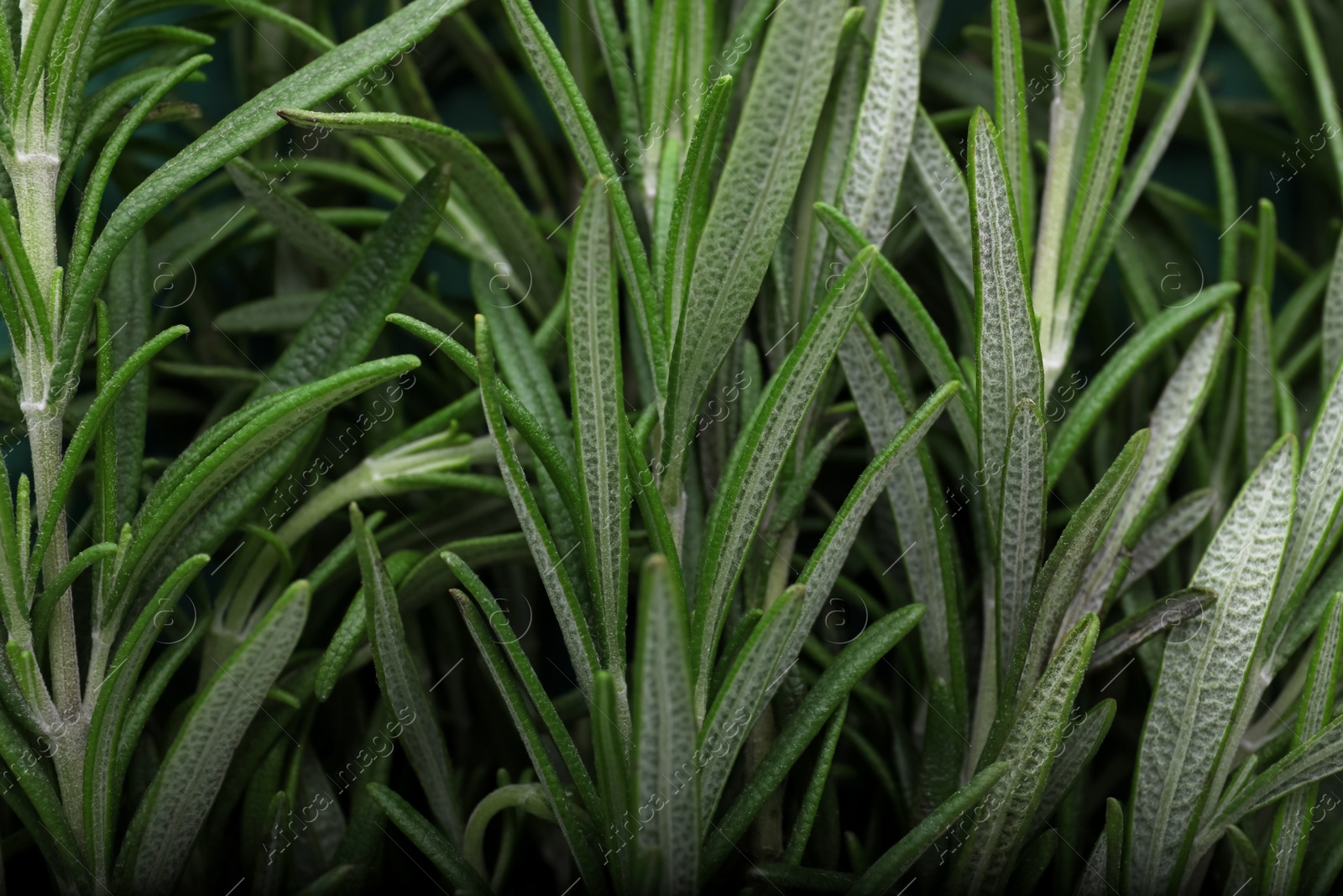 Photo of Closeup view of fresh green rosemary as background