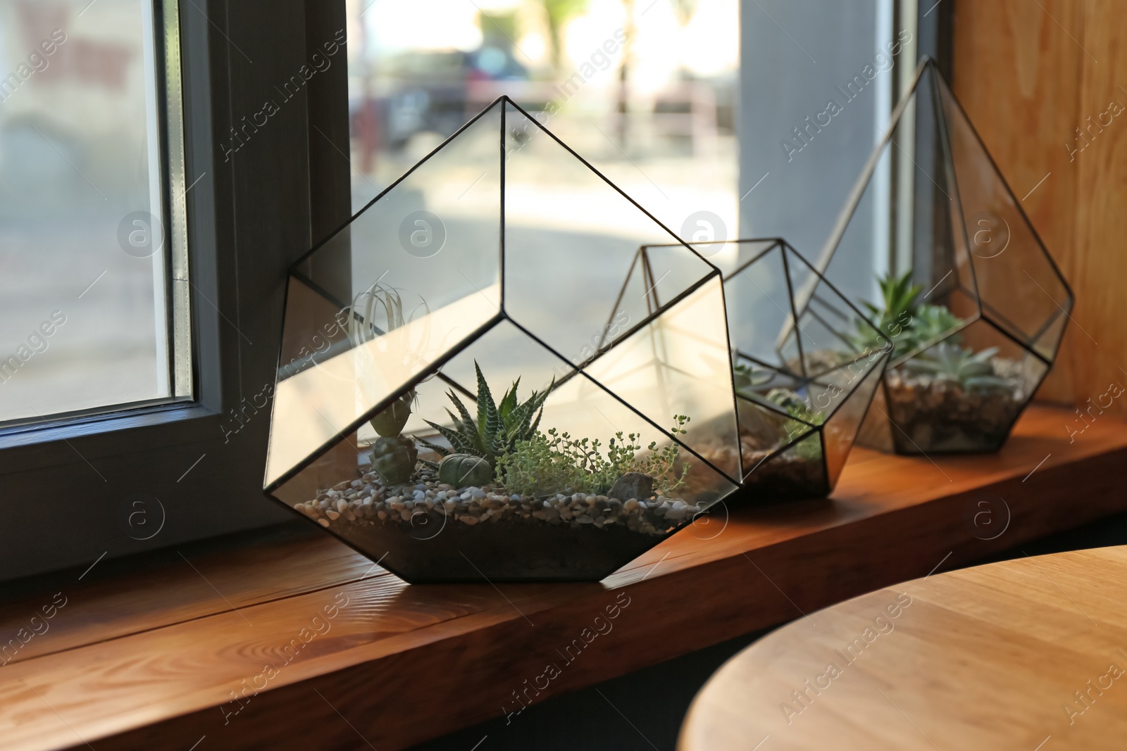Photo of Florariums with succulents on wooden windowsill