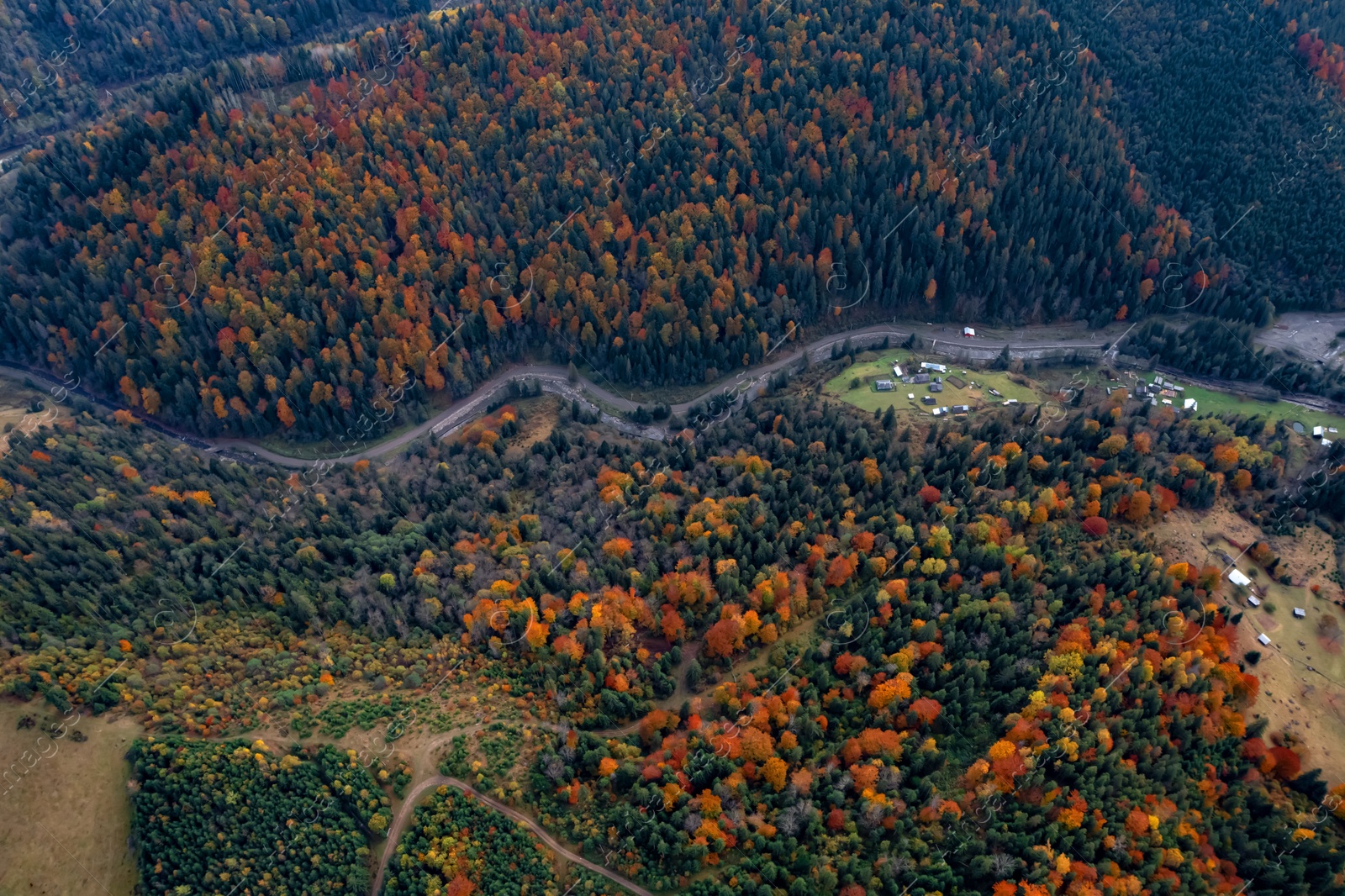 Image of Aerial view of beautiful forest on autumn day