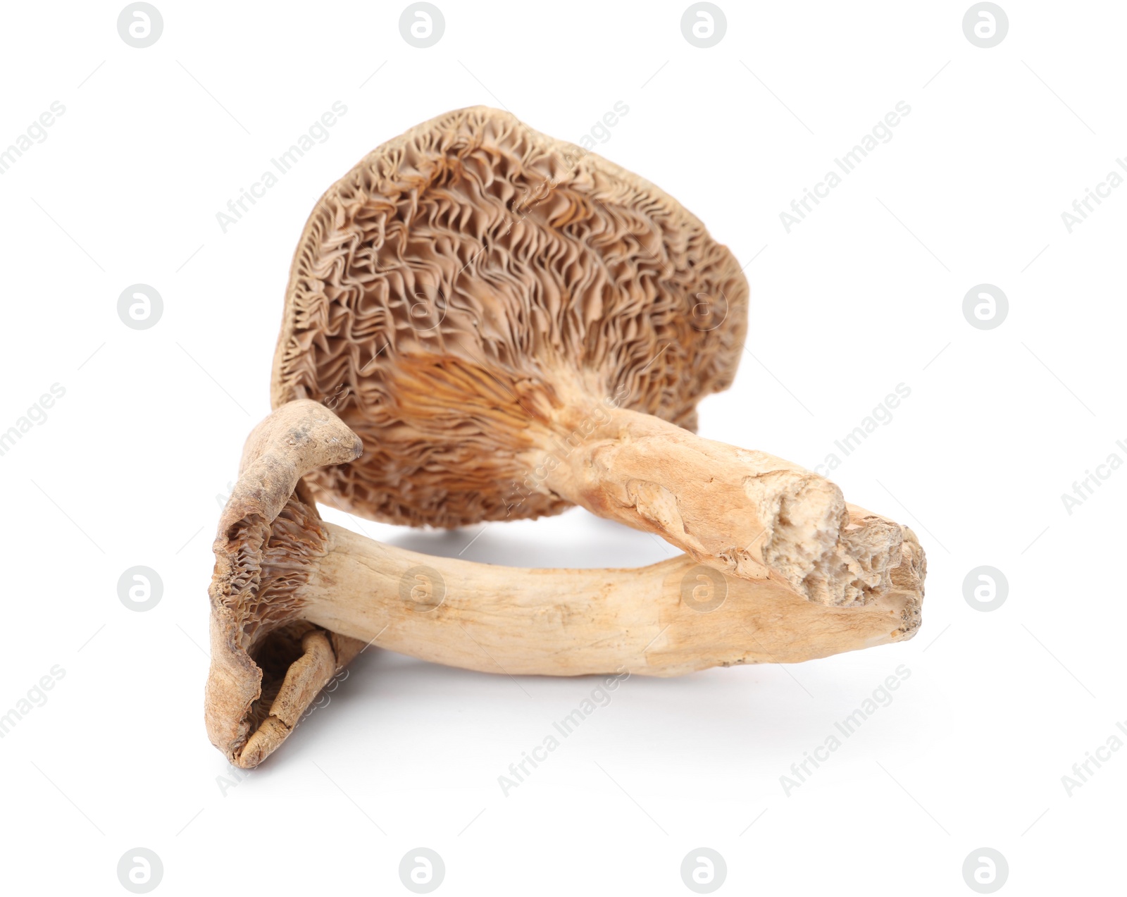 Photo of Delicious organic dried mushrooms on white background