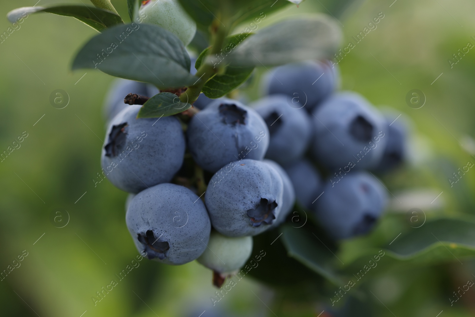 Photo of Wild blueberries growing outdoors, closeup. Seasonal berries