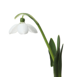 Beautiful snowdrop isolated on white. Spring flower