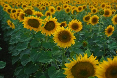 Photo of Beautiful view of field with blooming sunflowers on summer day