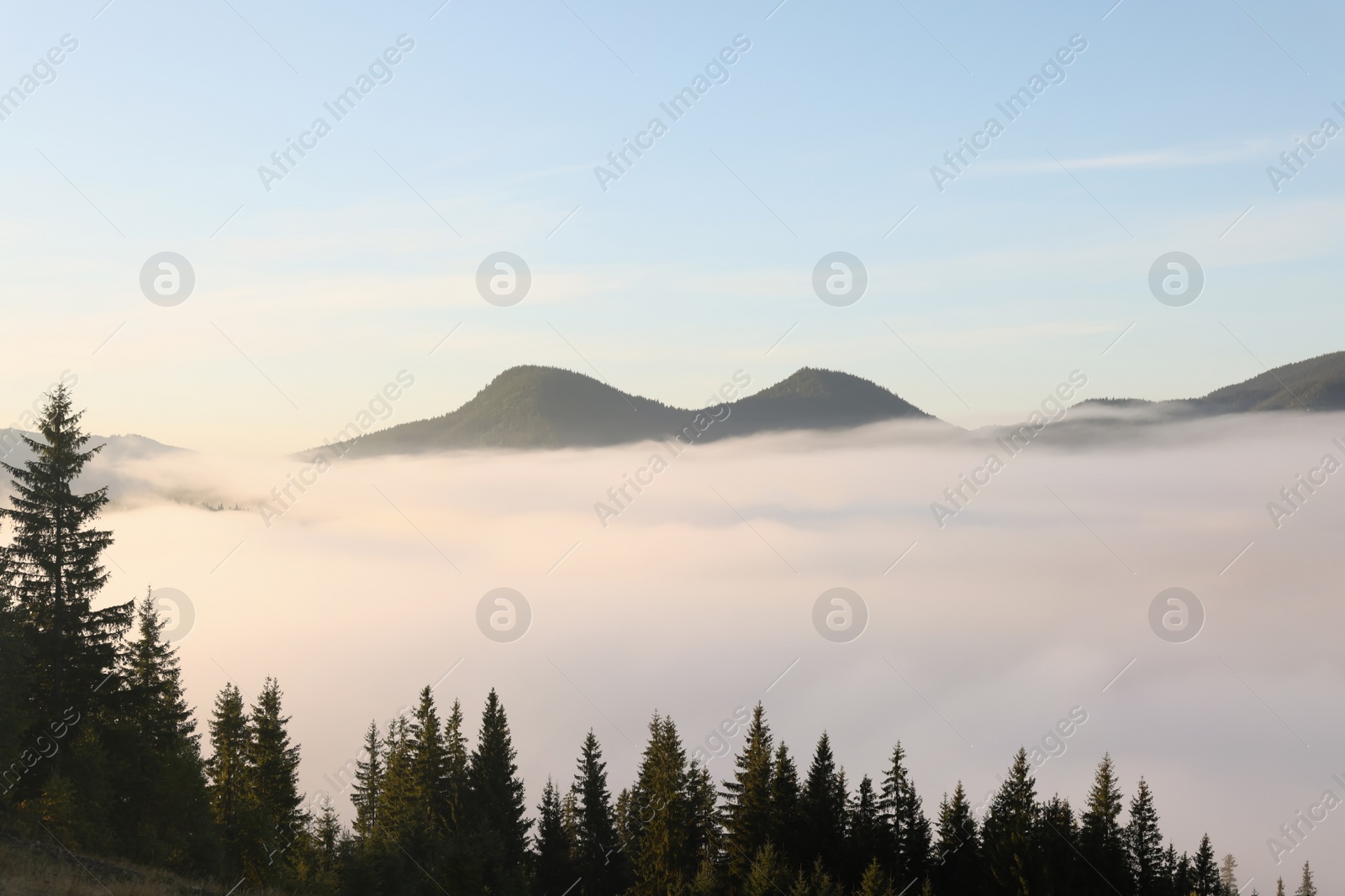 Photo of Picturesque view foggy forest in mountains on morning