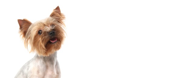 Image of Cute Yorkshire Terrier dog on white background, space for text. Banner design