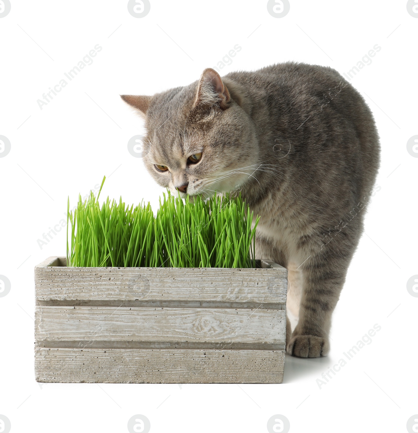 Photo of Cute cat and box of fresh green grass isolated on white