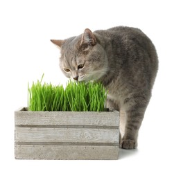 Cute cat and box of fresh green grass isolated on white