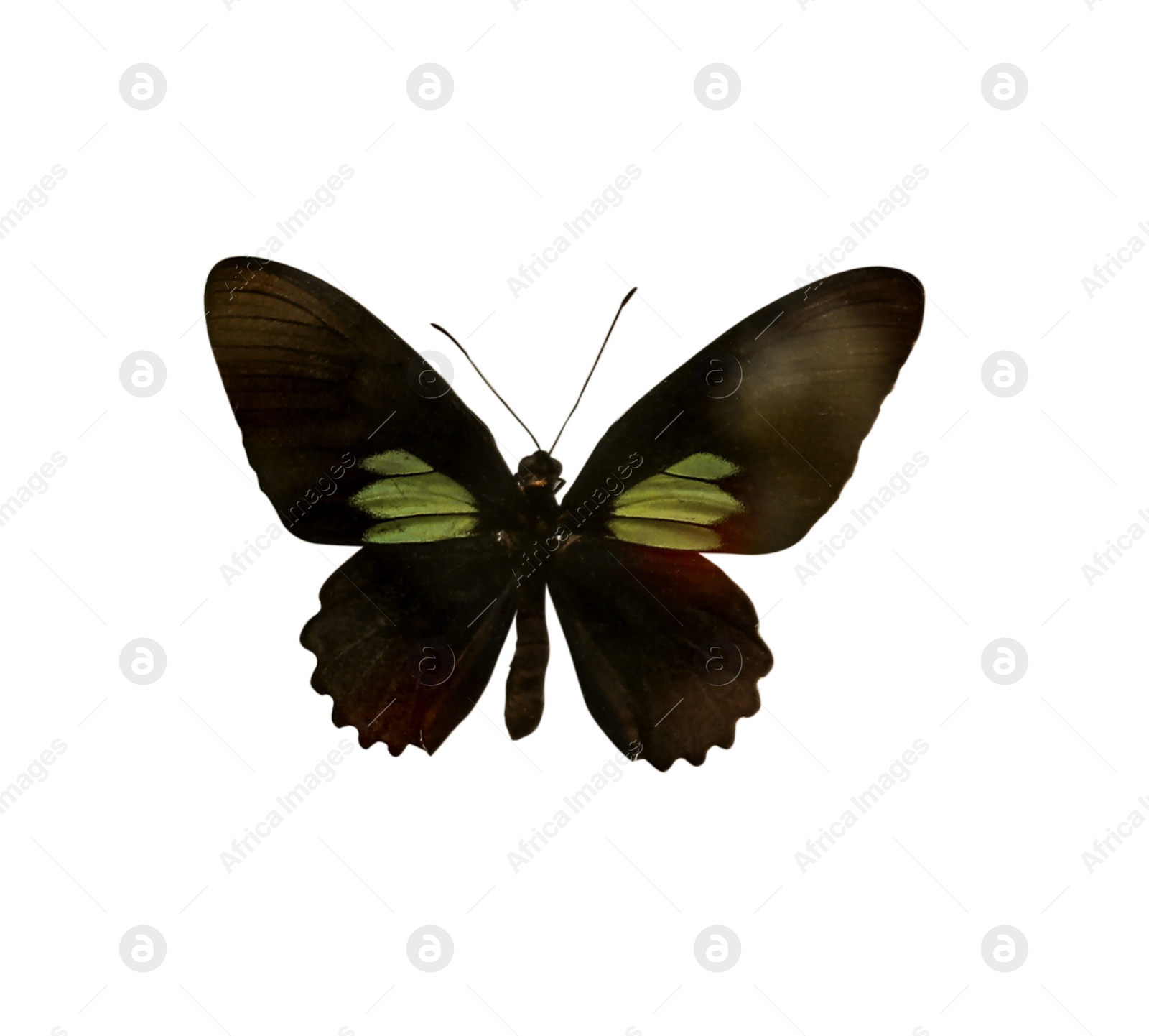 Image of Beautiful fragile exotic butterfly on white background