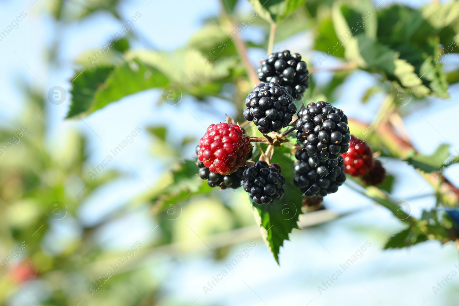 Photo of Ripe blackberries growing on bush outdoors, closeup. Space for text