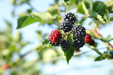 Ripe blackberries growing on bush outdoors, closeup. Space for text