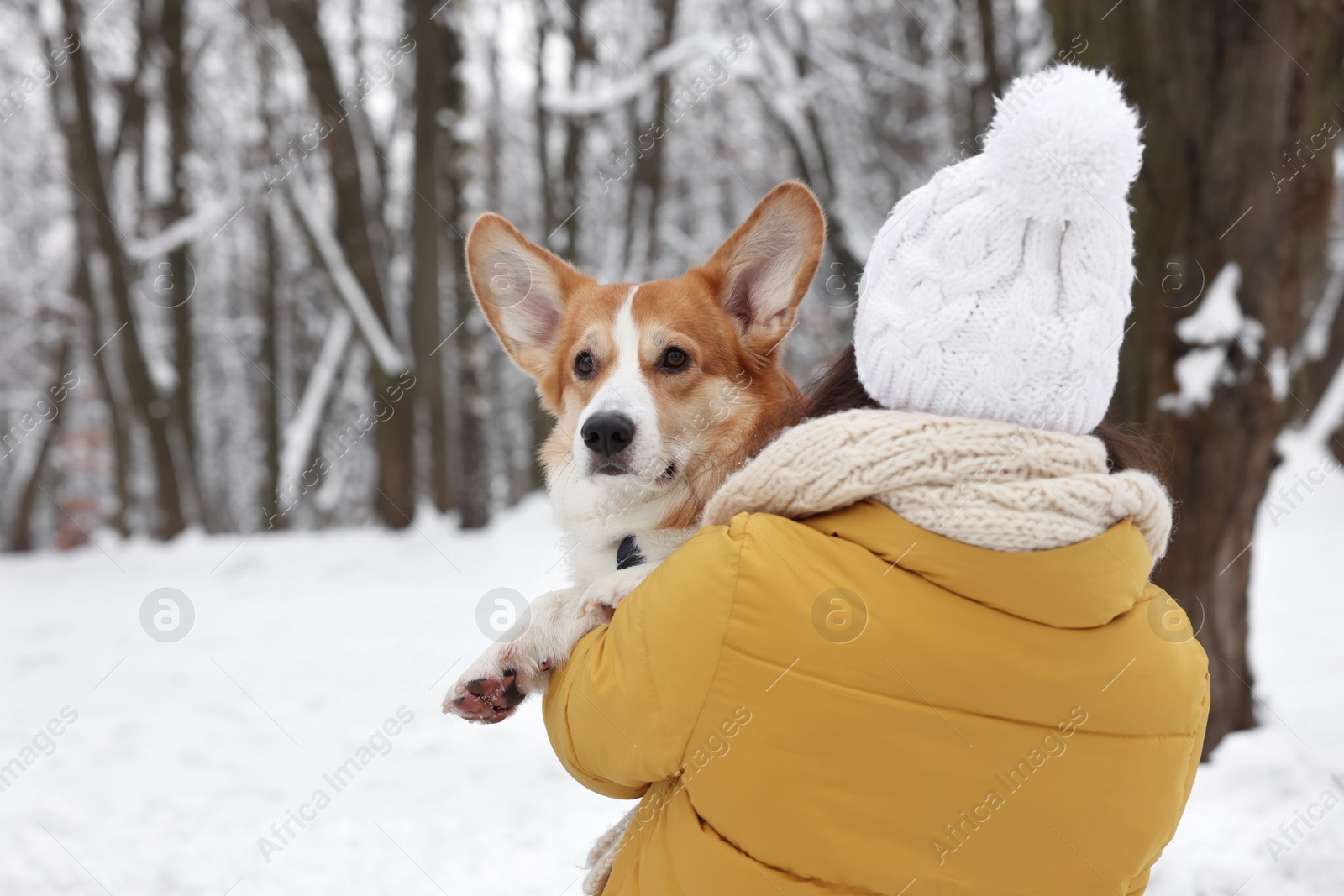 Photo of Woman with adorable Pembroke Welsh Corgi dog in snowy park, space for text