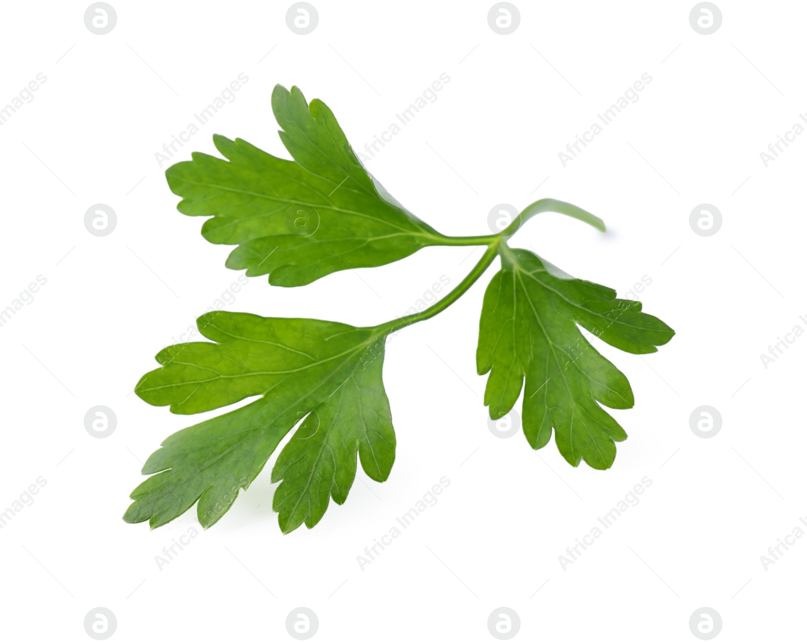 Photo of Aromatic fresh green parsley isolated on white