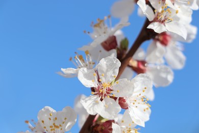 Beautiful cherry tree blossoms with dew drops outdoors on spring day, closeup