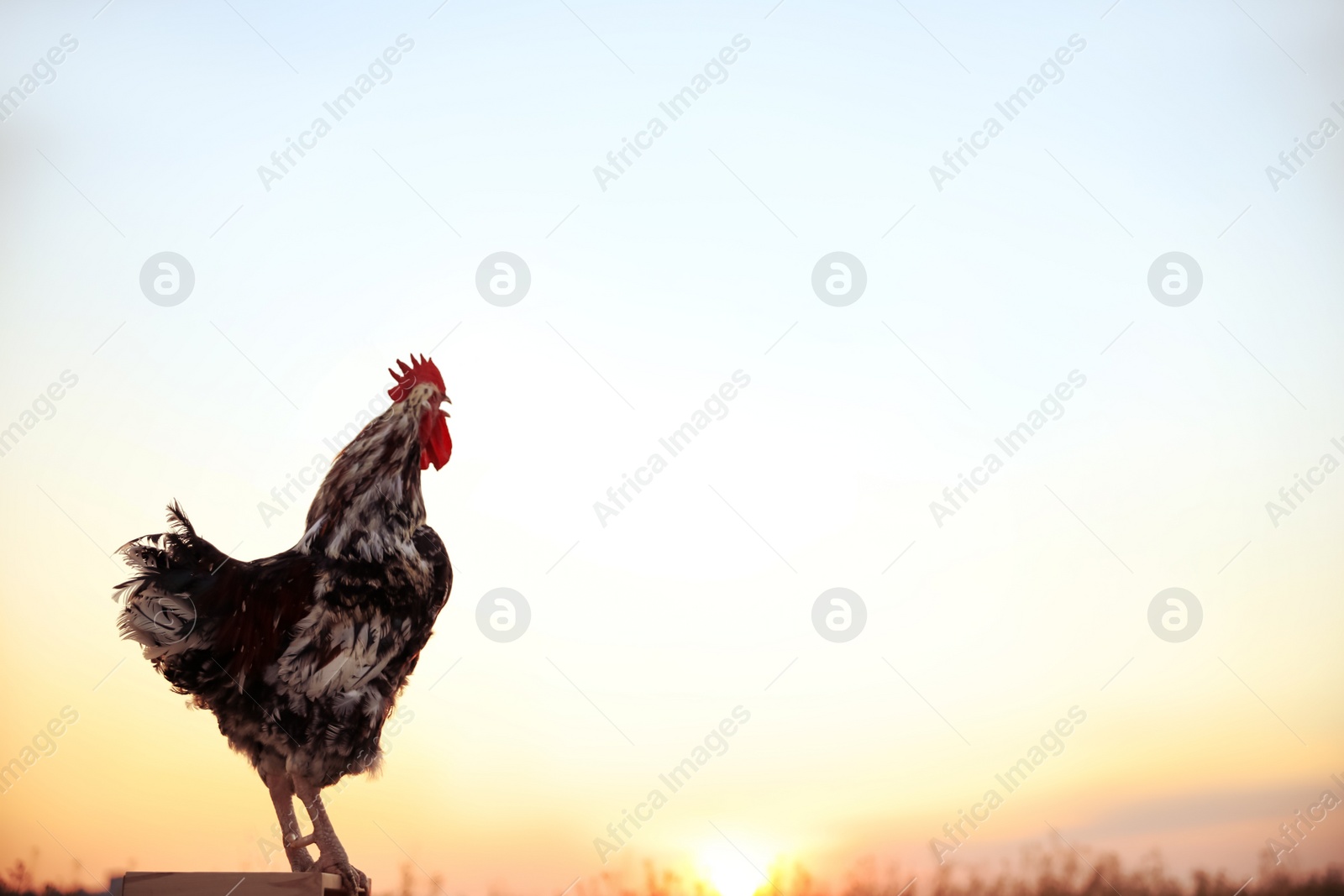 Photo of Big domestic rooster on wooden stand at sunrise, space for text. Morning time