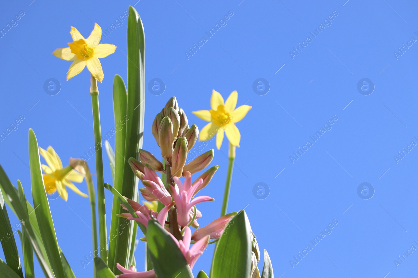 Photo of Beautiful spring flowers growing outdoors on sunny day, space for text