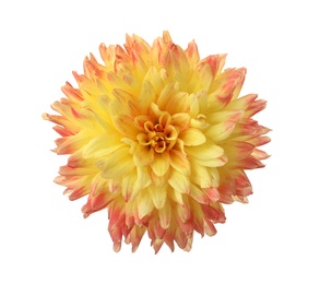 Photo of Beautiful blooming dahlia flower isolated on white