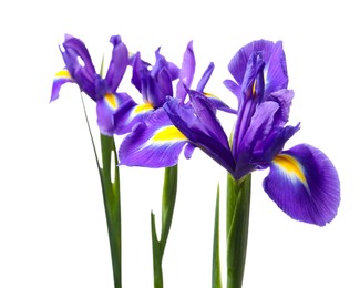 Photo of Beautiful violet iris flowers isolated on white