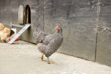 Photo of Beautiful colorful chickens in yard. Domestic animal