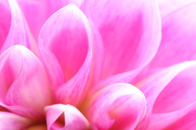 Photo of Beautiful Dahlia flower with pink petals as background, macro view