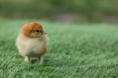 Cute chick on green artificial grass outdoors, closeup with space for text. Baby animal