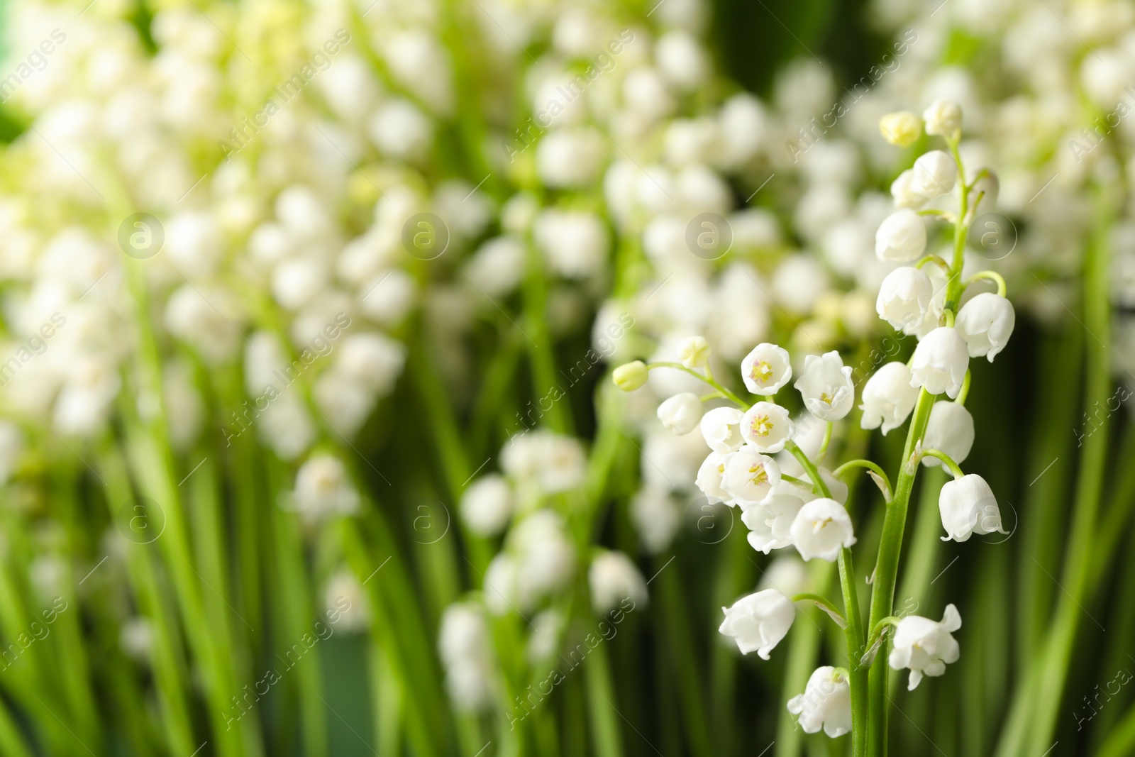 Photo of Beautiful lily of the valley flowers on blurred background, closeup. Space for text