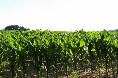 Beautiful agricultural field with green corn plants on sunny day